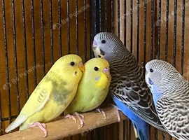 Baby budgies