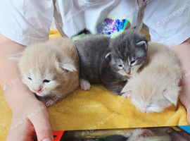 4 stunning mainecoon babies