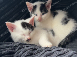 2 beautiful boys