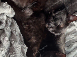 2 males needing a home
