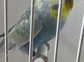 RING NUMBER 43 2026 BRED RAINBOW COCK BUDGIE
