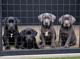 Cane Corso puppies available