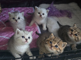 Beautiful British kittens