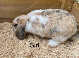 Stunning Baby mini lop rabbits