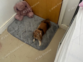 mini lop 1yr old female