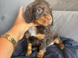 Cocker spaniel