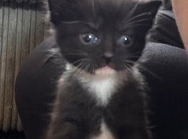 Beautiful Pair of Kittens in Holbeach