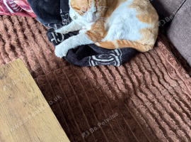 Ginger Male 9 moths old