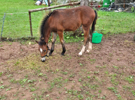 Welsh part bred colt foal