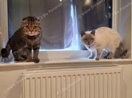 British shorthair and Scottish fold cats