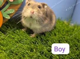 Pedigree Dwarf Hamster Male Boy  Winter White