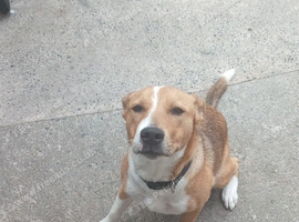 Staffordshire Cross Shepherd mix