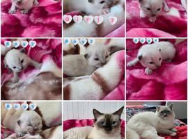 RAGDOLLS KITTENS /Reservation Open.
