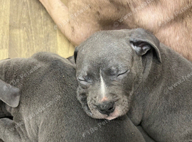 12 week old blue American bully