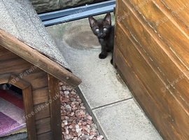 2 lovely kittens