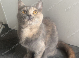Tortie girl