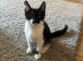 Beautiful kitten boy