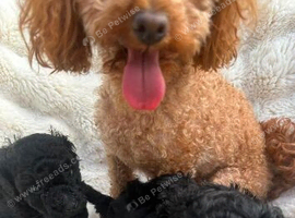 Beautiful Toy Poodle both males only one little boy left one has been reserved