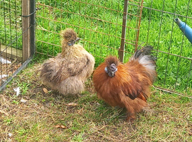 Pair miniature silkies