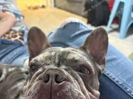 French bulldog