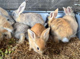 Mini lop cross Rex