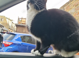 Black white cat