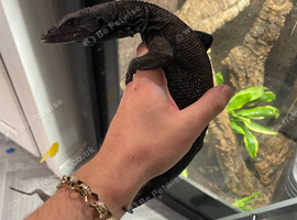 Male Varanus Beccarii (Black Tree Monitor), 3 years old