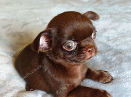 Two Tiny Chocolate smooth coat Chihuahua Girls