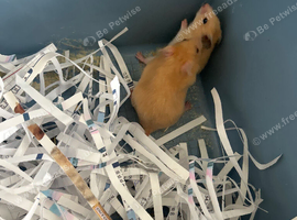 Syrian Hamster Baby&rsquo;s - Ready 8th July
