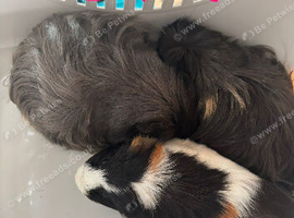 Guinea pigs