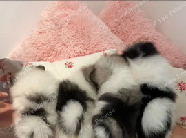 Pomeranian Puppies