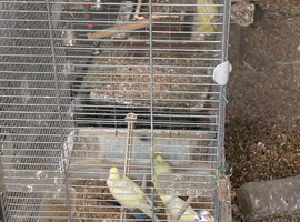 8 standered budgies