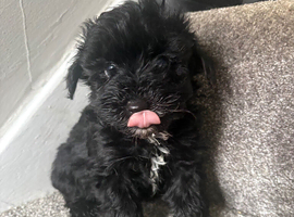Beautiful F1 yorkiepoo READY NOW