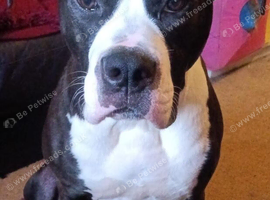American bully