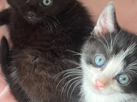 2 Gorgeous Female Kittens