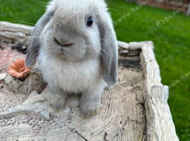 Mini lops rabbits for sale