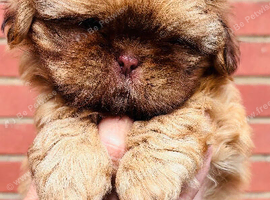 Stunning liver small Shih Tzu boy puppy