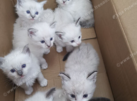 Pure beautiful Ragdoll looking for a new home