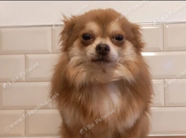 Chihuahua stud