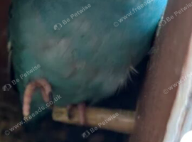 Proven pair Linnies