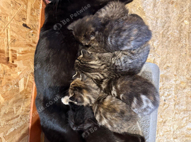 Kittens for Sale