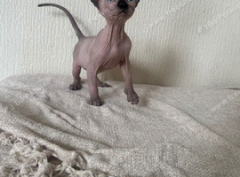 Canadian Sphynx kittens