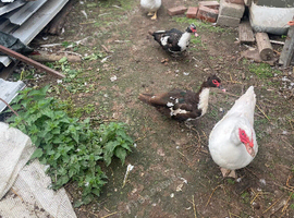 Muscovey Ducks For Sale