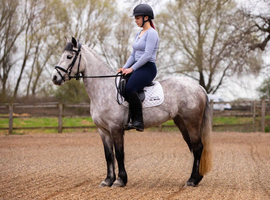 Talented Sweet 138 Unregistered Connemara Mare