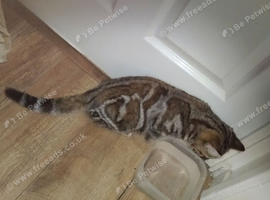 Brown tabby girl ready for rehoming