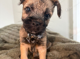Gorgeous border terrier puppies
