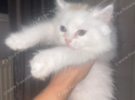 Baby Kitten Angoras