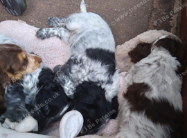 Kc cocker spaniel female puppy
