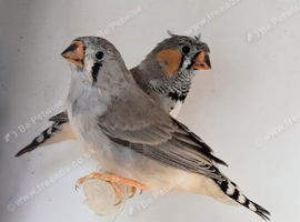 Young Crested Zebra finches, carrying black and orange breast