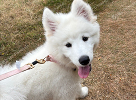 12 week girl Samoyed